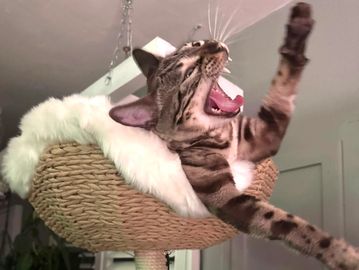 Beautiful purebred rescue snow mink Bengal who is now forever happy!