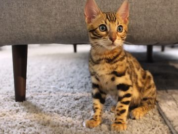 Golden Brown Bengal kittens are the most popular pelt type. Available in Southern California
