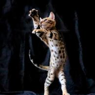 Beautiful brown Bengal kittens from Exotic Bengals of San Diego are wild and playful and wonderful.