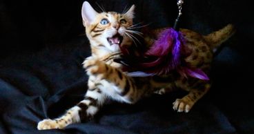 Bengal cats and Bengal kittens are  spunky and wild. Exotic Bengals of San Diego sells Bengal Kitten