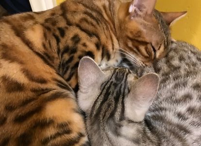 Bengal kittens for sale in California. Silver, snow or brown Bengal kittens for sale in San Diego