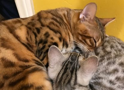 Bengal kittens for sale in Escondido California. Silver, snow or brown Bengal kittens for sale in Sa