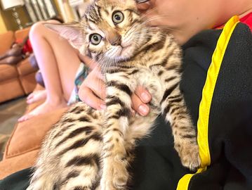 adorable Golden Brown Bengal kittens for sale by Exotic Bengals of San Diego