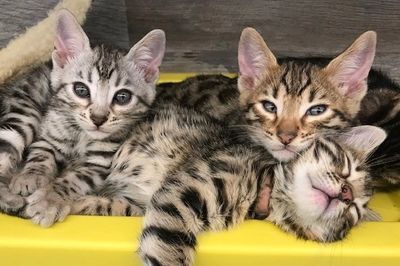 Exotic bengals of San Diego sells purebred sweet Bengal kittens to all of Southern California