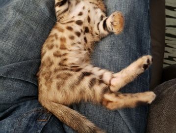 purebred bengal cat loving owner. San Diego Bengal cats for sale by Exotic Bengals of SD