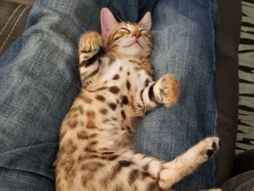 purebred bengal cat loving owner. San Diego Bengal cats for sale by Exotic Bengals of SD