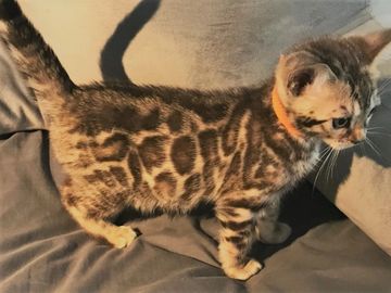 Adorable purebred brown Bengal kittens for sale in Southern California - Exotic Bengals of San Diego
