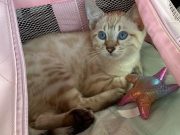 Sweet, adorable, beautiful Bengal Kitten from Exotic Bengals of San Diego. Bengal cats #ExoticBengal