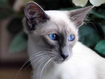 Siamese Balinese hypoallergenic cat kitten for sale or adoption
