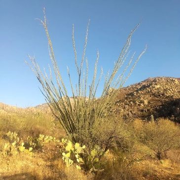 south phoenix