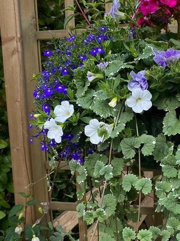 Hanging baskets