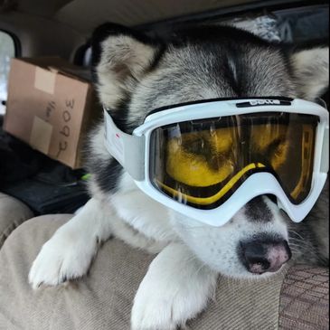 Weya shop dog wearing ski goggles