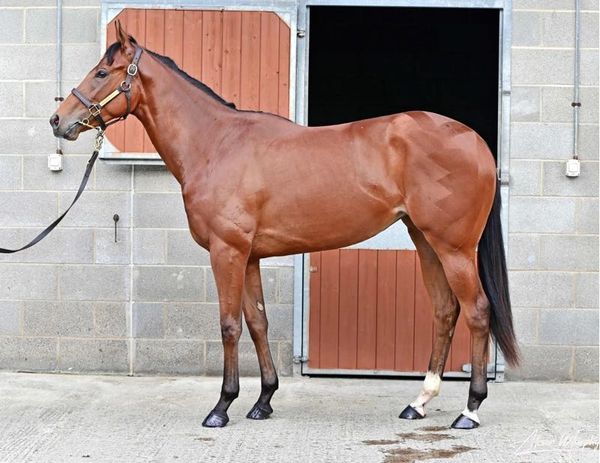 A brown horse standing sideways in front of a stable door.