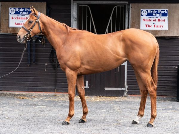 A chestnut horse standing in front of stable doors with stud signs.