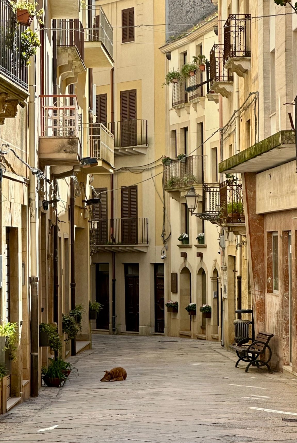 A quiet European street with a cat lying on the pavement.