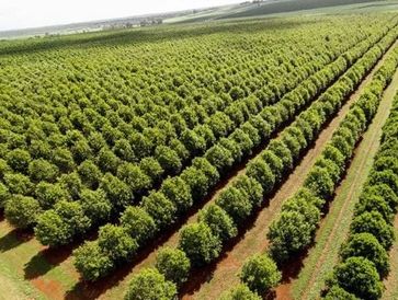 8 Macadamias & Co Orchards NSW