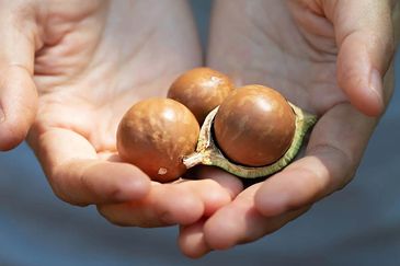 Macadamia Nut Farmers