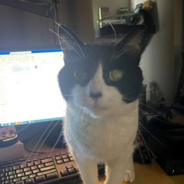 a cat on the table with a pc
