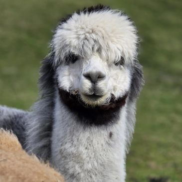 Grey baby alpaca north wales