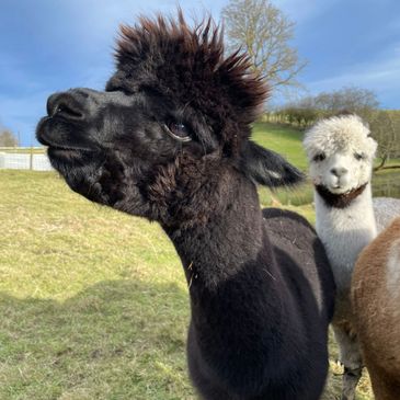 Black alpaca with a cool haircut in the countryside