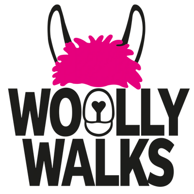 Alpaca walks day out family alpaca walking alpaca hire donkey walks mold Chester petting farm zoo