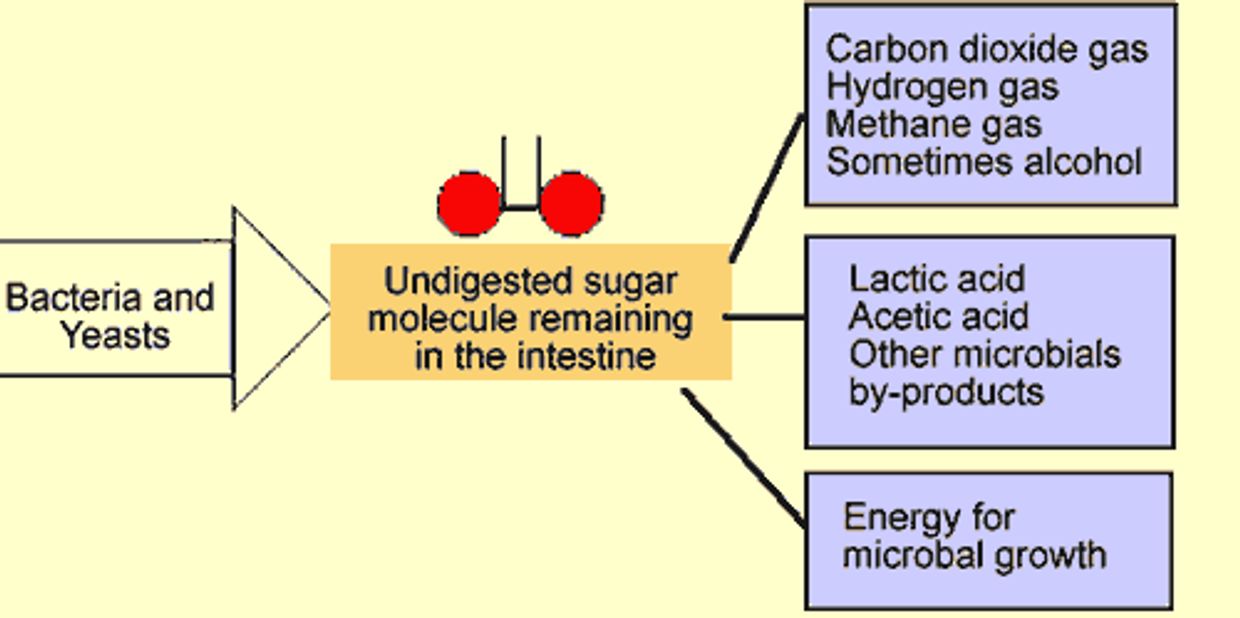 Specific Carbohydrate Diet
Breaking the Vicious Cycle
Elaine Gottschall