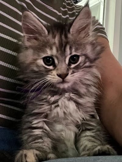 big maine coon silver tabby kitten with polydactyl paws sitting in lap of owner with purple collar