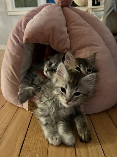 Adorable maine coon kittens snuggling in a pink cushion together with collars