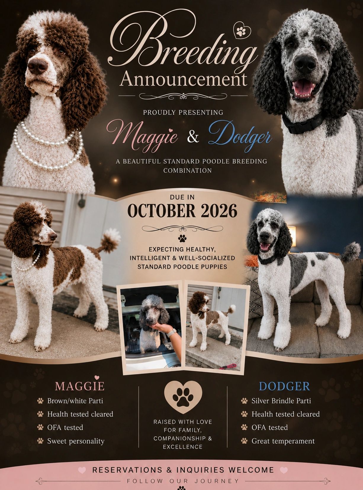 Announcement of Maggie and Dodger's standard poodle breeding due in October 2026.