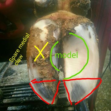 A cow's hoof with labels
