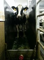 A cow footbath (2)