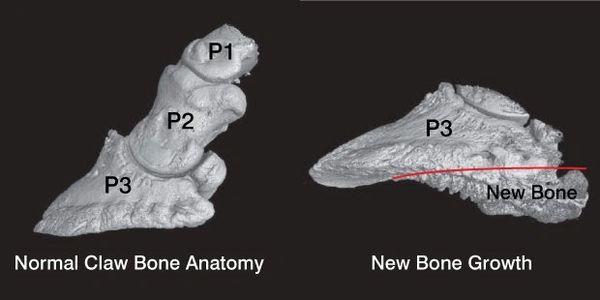 Pedal bones and bovine foot anatomy
