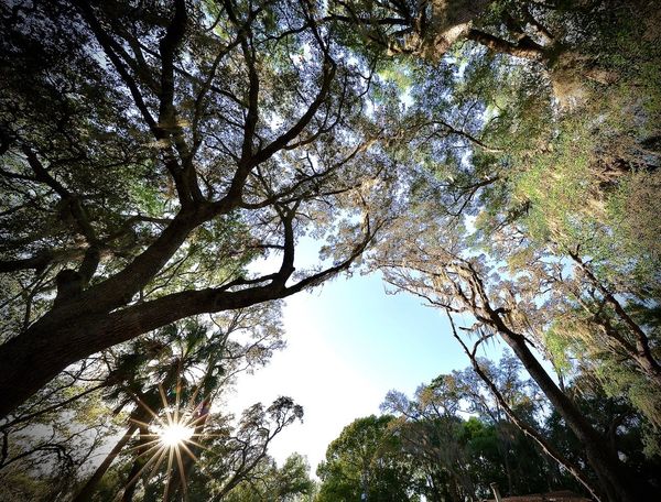 Sunlight peeks through tall tree branches in a forest canopy.