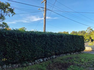 hedge maintenance