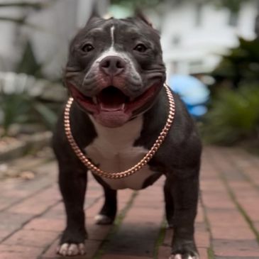 Better Built Bullies
American Bully Puppies for sale NC
Extreme Bully puppies