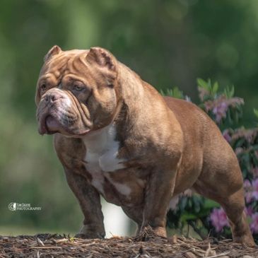 Better Built Bullies
American Bully Puppies for sale NC
Extreme Bully puppies