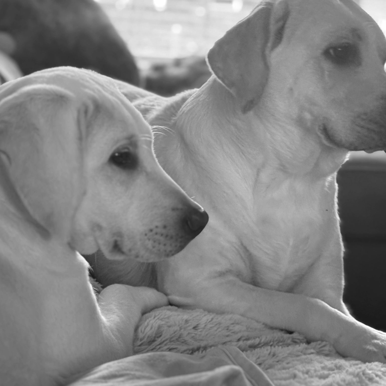 Magnolia and Finn.