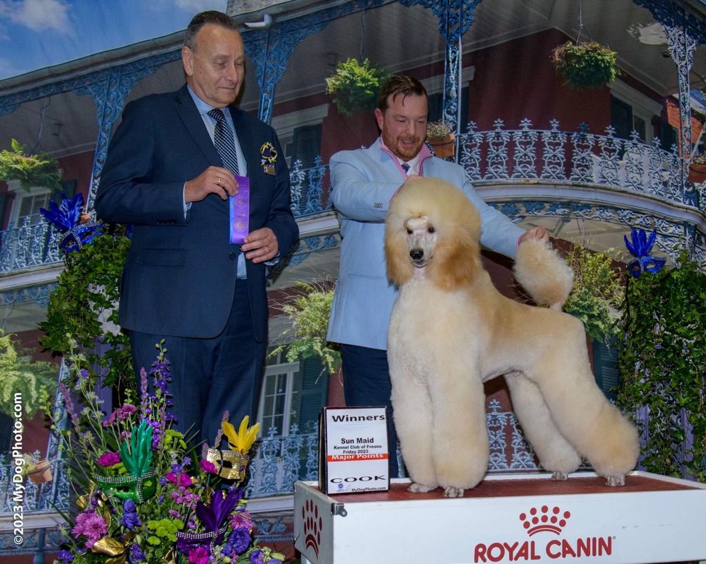 Segert son “Carousel’s Saint Not Even In Laurent ~ Saint” finished his AKC Championship as a puppy