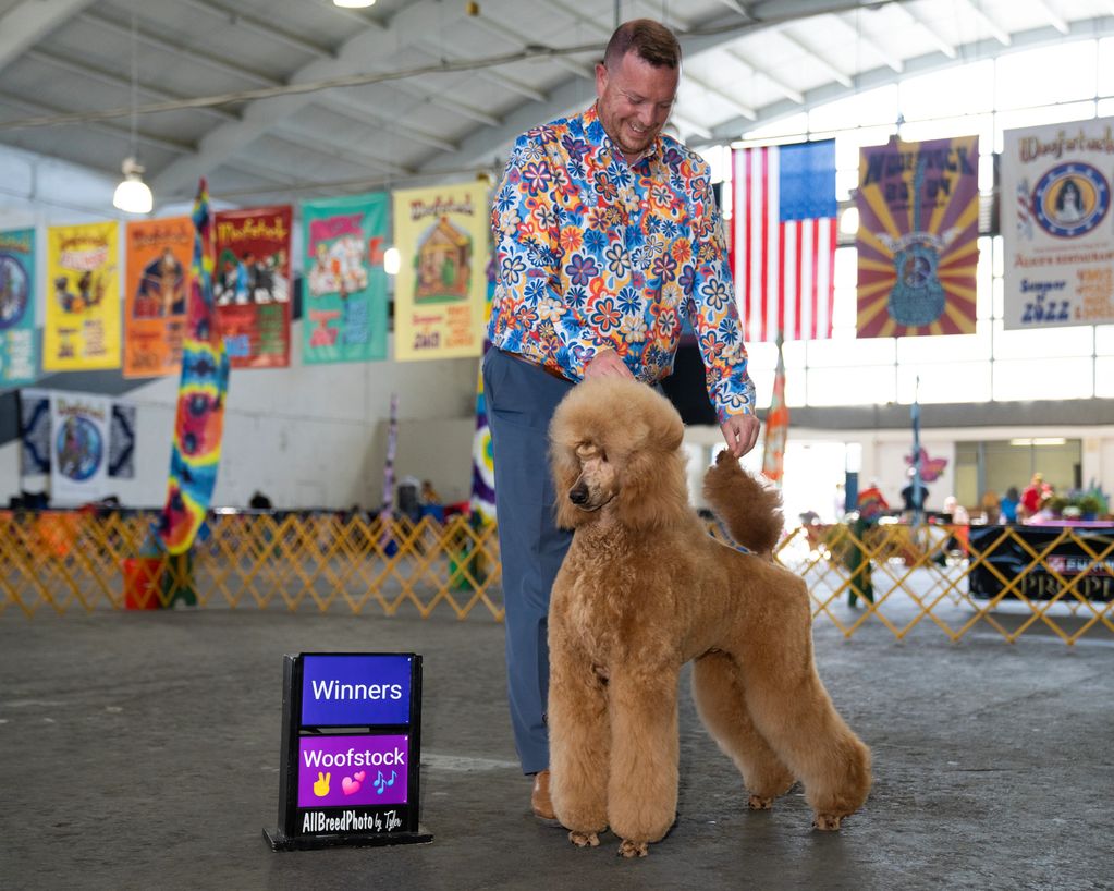 Segert son  CH Feldspar N’ StormBorn’s Whiskey on Ice ~ Hank finished his AKC Championship in 2024.