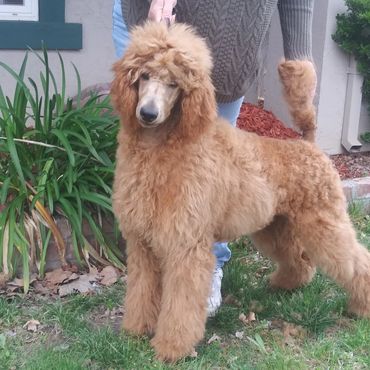 StormBorn's Sunfyre Iz Volzhskoy Serenady