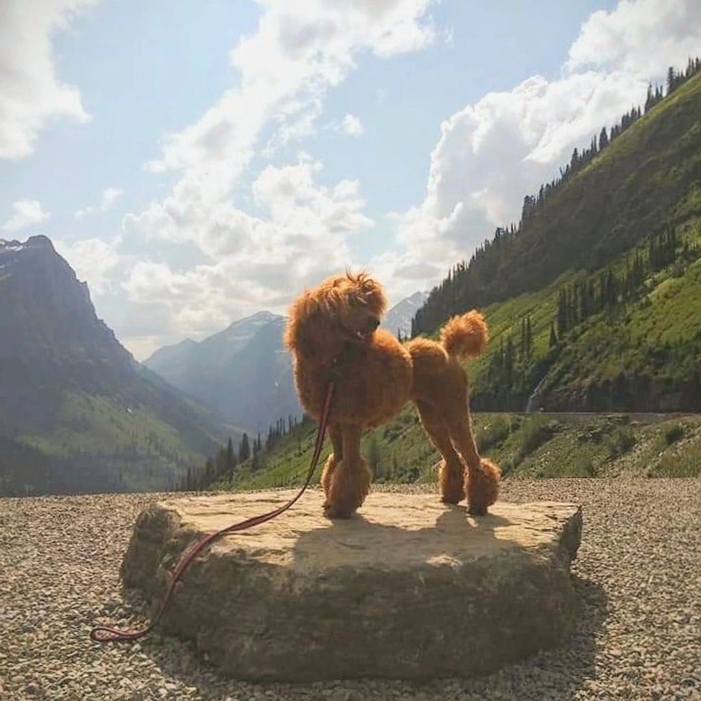 StormBorn's muti-Champion -Apple at Glacier National Park