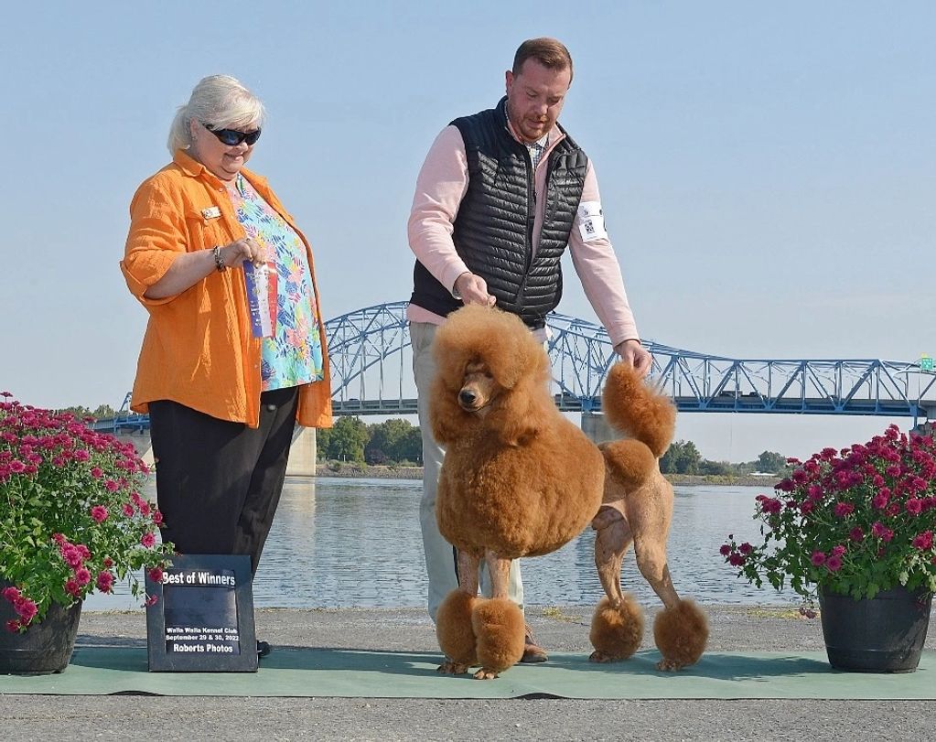 Segert son CH StormBorn’s DragonFyre ~ Drago finished his AKC Championship in 2023