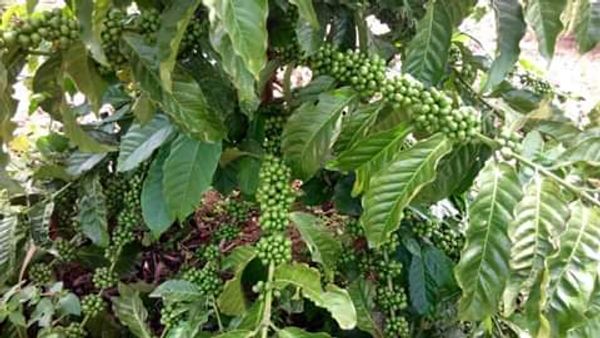 Land 100 acres for sale in Mityana-Myanzi Exactly 70 km from Kampala to the land.
www.sivoagency.com