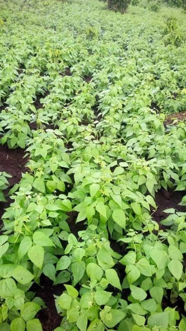 Land 100 acres for sale in Mityana-Myanzi Exactly 70 km from Kampala to the land.
www.sivoagency.com