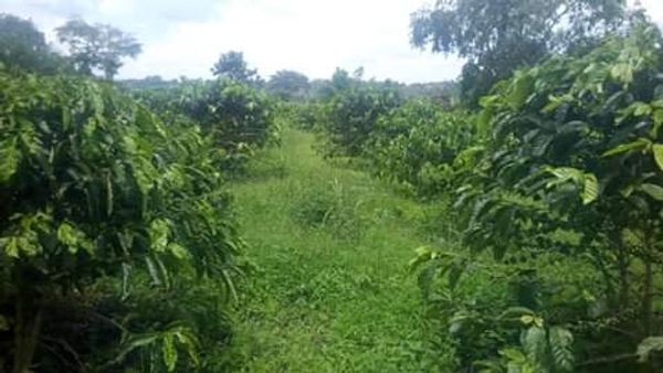 Land 100 acres for sale in Mityana-Myanzi Exactly 70 km from Kampala to the land.
www.sivoagency.com