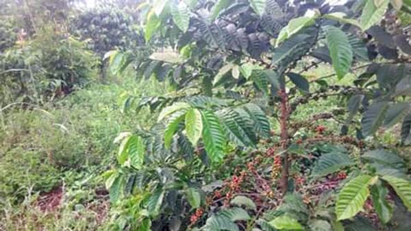 Land 100 acres for sale in Mityana-Myanzi Exactly 70 km from Kampala to the land.
www.sivoagency.com