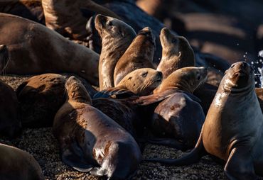Sea Lions