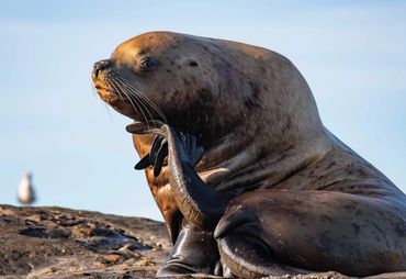 Sea Lion