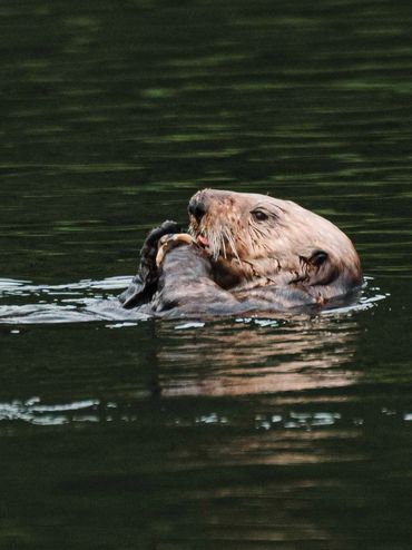 Sea Otter eating