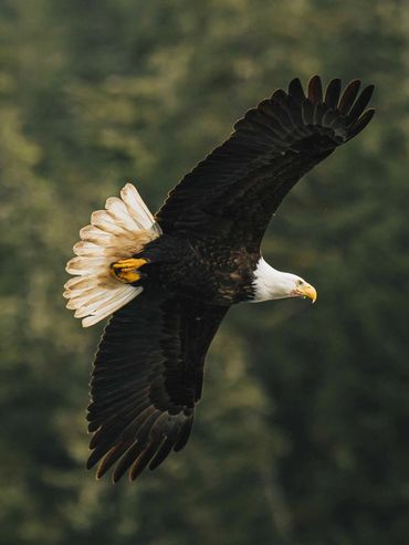 Bald Eagle showing off impressive wingspan